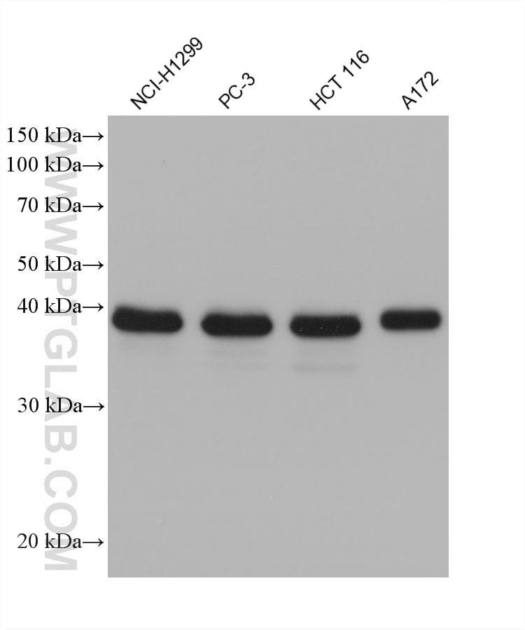 WB analysis using 61029-1-Ig Western Blot (WB) analysis of various lysates using GBX2 Monoclonal antibody (61029-1-Ig)