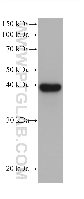 WB analysis of C2C12 using 61029-1-Ig Western Blot (WB) analysis of C2C12 cells using GBX2 Monoclonal antibody (61029-1-Ig)