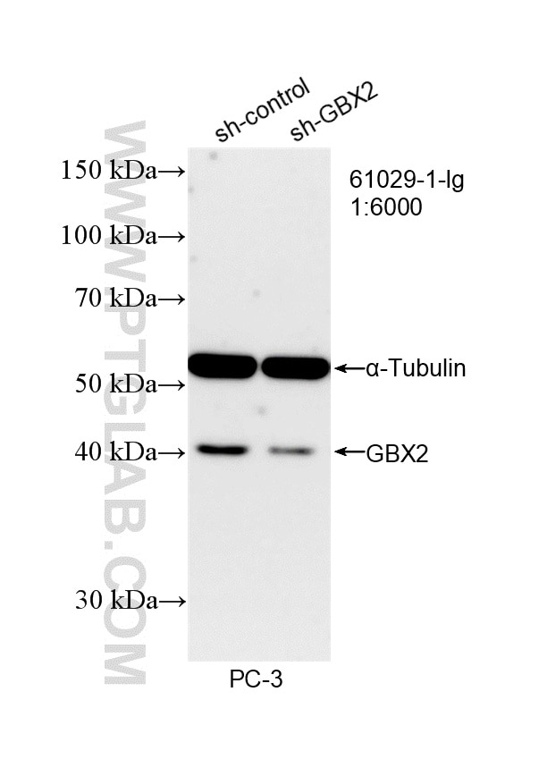 WB analysis of PC-3 using 61029-1-Ig Western Blot (WB) analysis of PC-3 cells using GBX2 Monoclonal antibody (61029-1-Ig)