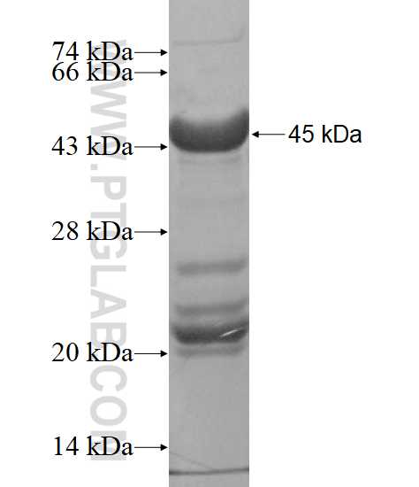 GBX2 fusion protein Ag16288 SDS-PAGE