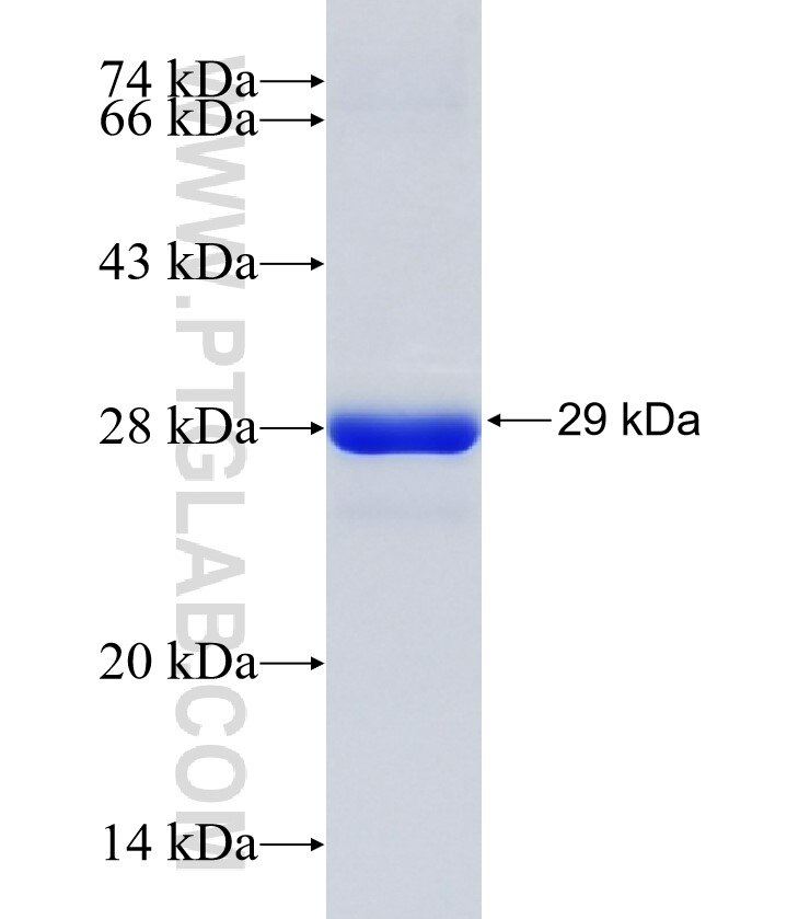 GBX2 fusion protein Ag17109 SDS-PAGE