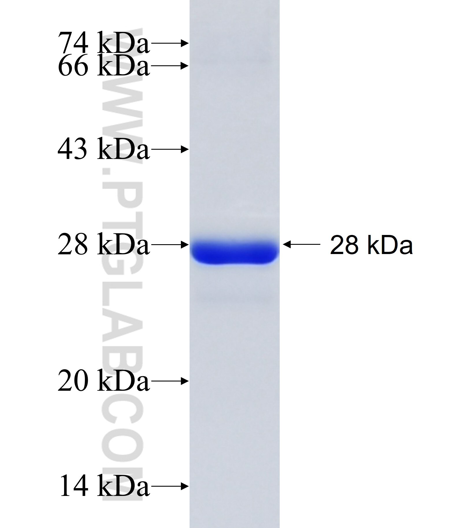 GBX2 fusion protein Ag17109 SDS-PAGE