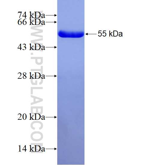 GCA fusion protein Ag8486 SDS-PAGE