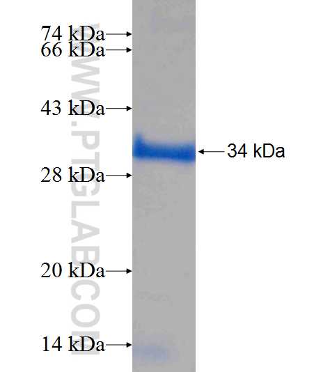 GCA fusion protein Ag8801 SDS-PAGE