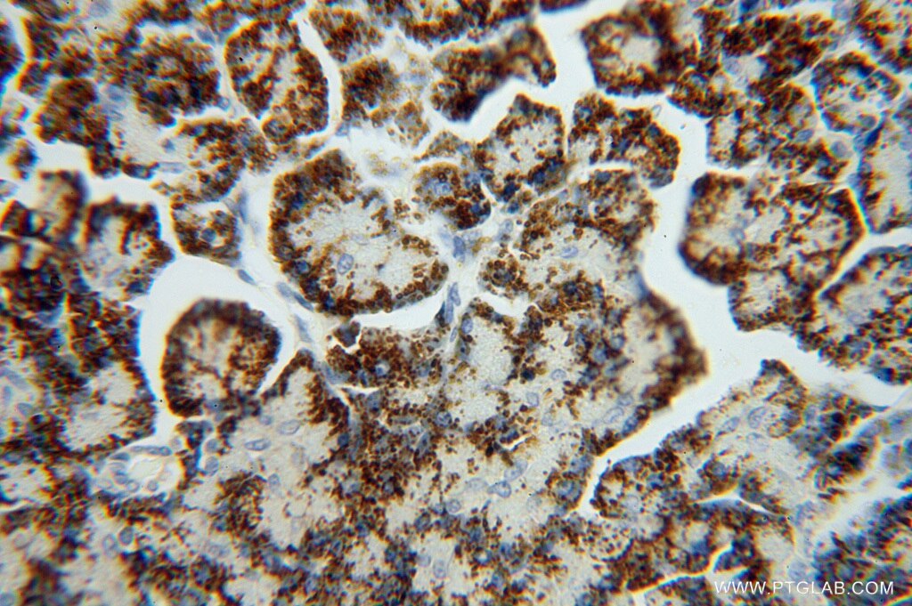 Immunohistochemistry (IHC) staining of human pancreas tissue using GCAT Polyclonal antibody (16317-1-AP)