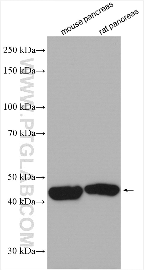 Western Blot (WB) analysis of various lysates using GCAT Polyclonal antibody (16317-1-AP)