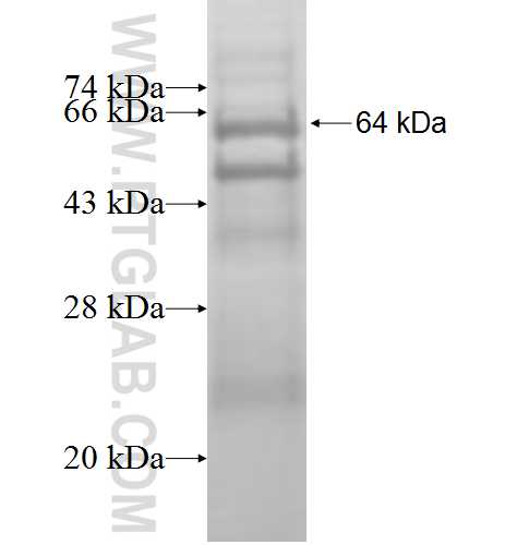 GCAT fusion protein Ag9367 SDS-PAGE
