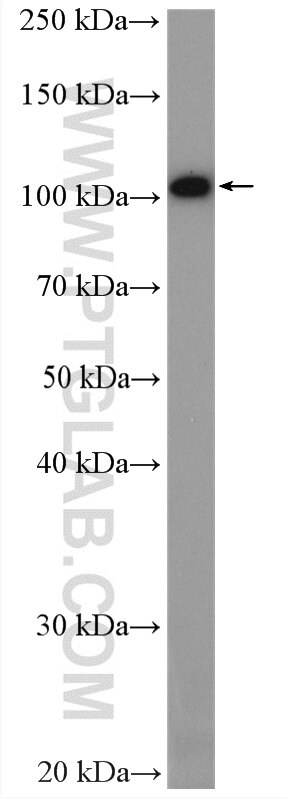 WB analysis of mouse ovary using 16271-1-AP