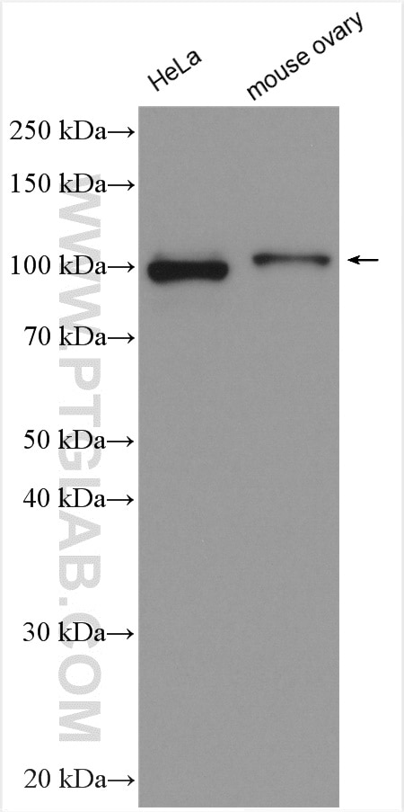 Western Blot (WB) analysis of various lysates using GCC1 Polyclonal antibody (16271-1-AP)