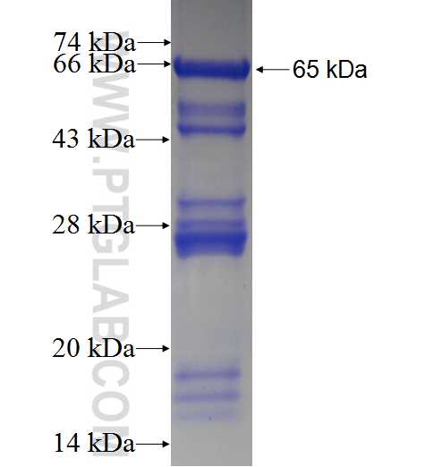 GCC1 fusion protein Ag9339 SDS-PAGE