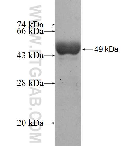 GCC1 fusion protein Ag9378 SDS-PAGE