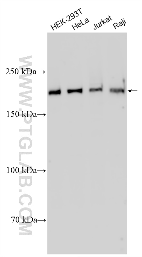 Various lysates were subjected to SDS PAGE followed by western blot with 32217-1-AP (GCC2 antibody) at dilution of 1:10000 incubated at room temperature for 1.5 hours. Western Blot (WB) analysis of various lysates using GCC2 Polyclonal antibody (32217-1-AP)