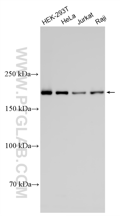 Various lysates were subjected to SDS PAGE followed by western blot with 32217-1-AP (GCC2 antibody) at dilution of 1:20000 incubated at room temperature for 1.5 hours. Western Blot (WB) analysis of various lysates using GCC2 Polyclonal antibody (32217-1-AP)