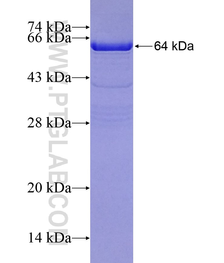 GCC2 fusion protein Ag17535 SDS-PAGE
