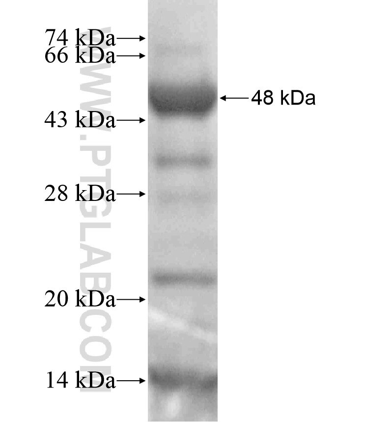 GCC2 fusion protein Ag17664 SDS-PAGE