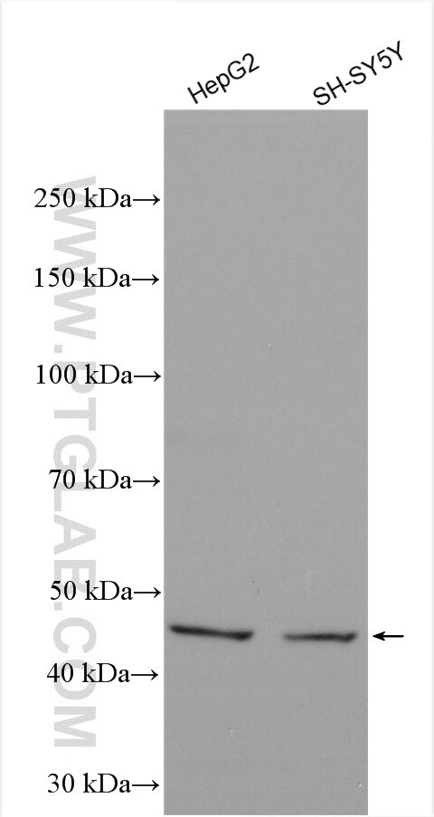 Western Blot (WB) analysis of various lysates using GCDH Polyclonal antibody (14930-1-AP)