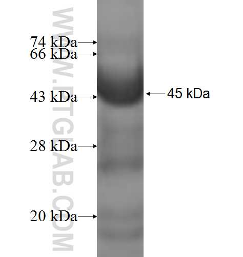 GCDH fusion protein Ag6731 SDS-PAGE