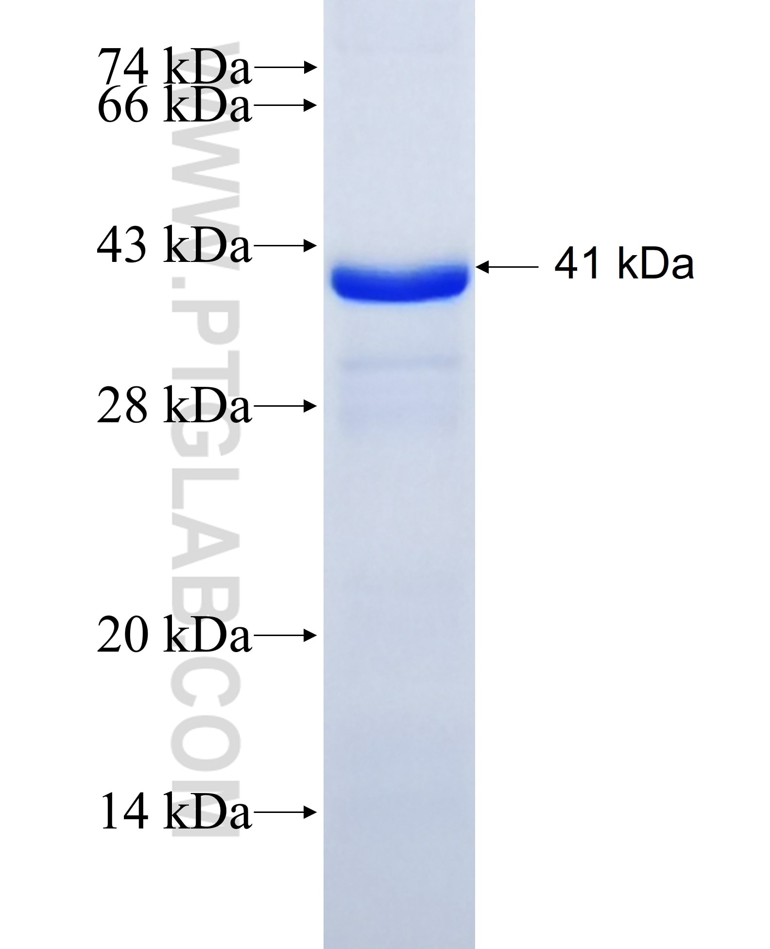 GCDH fusion protein Ag6731 SDS-PAGE