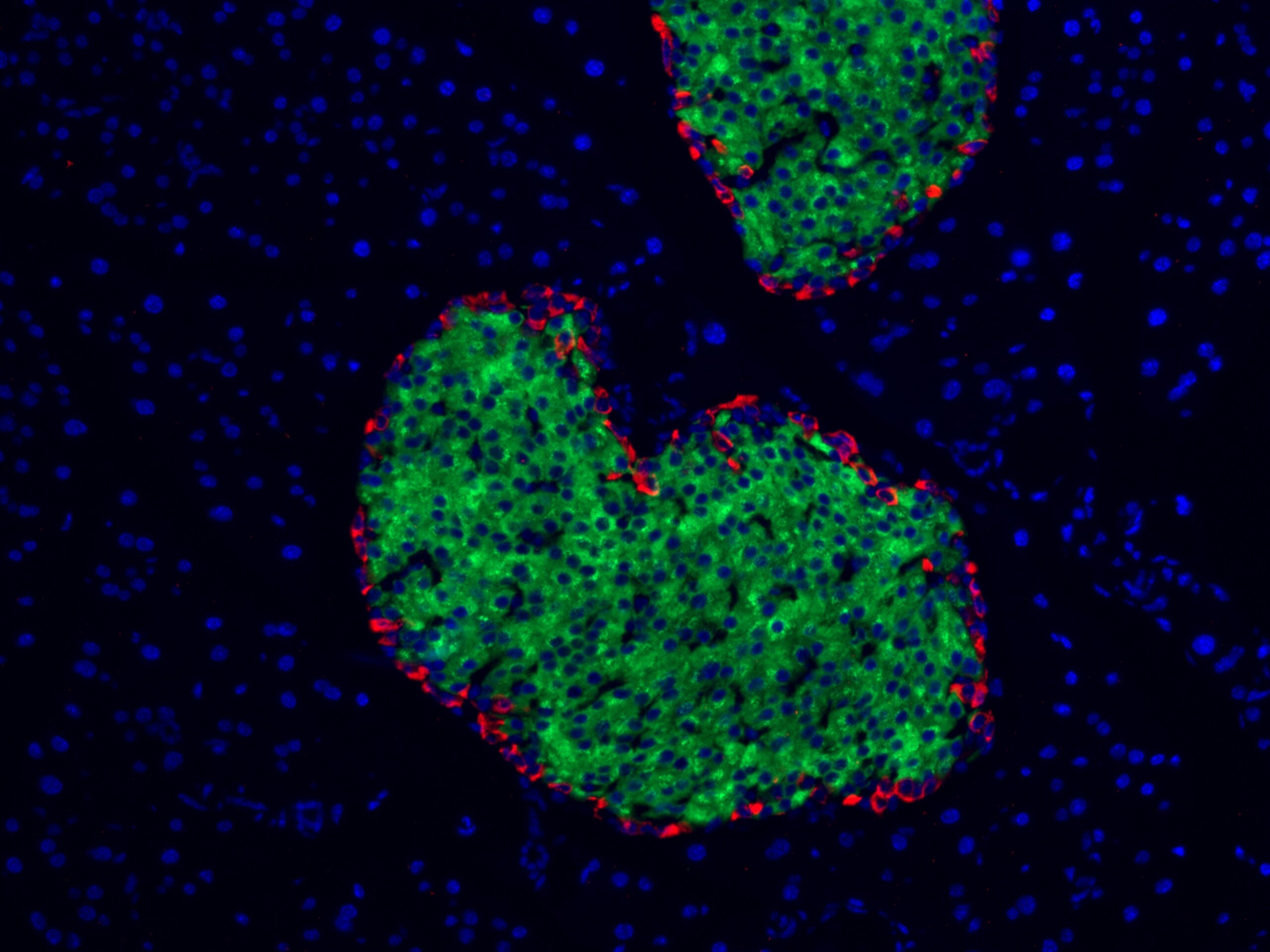 Immunofluorescence (IF) / fluorescent staining of mouse pancreas tissue using Glucagon Polyclonal antibody (15954-1-AP)