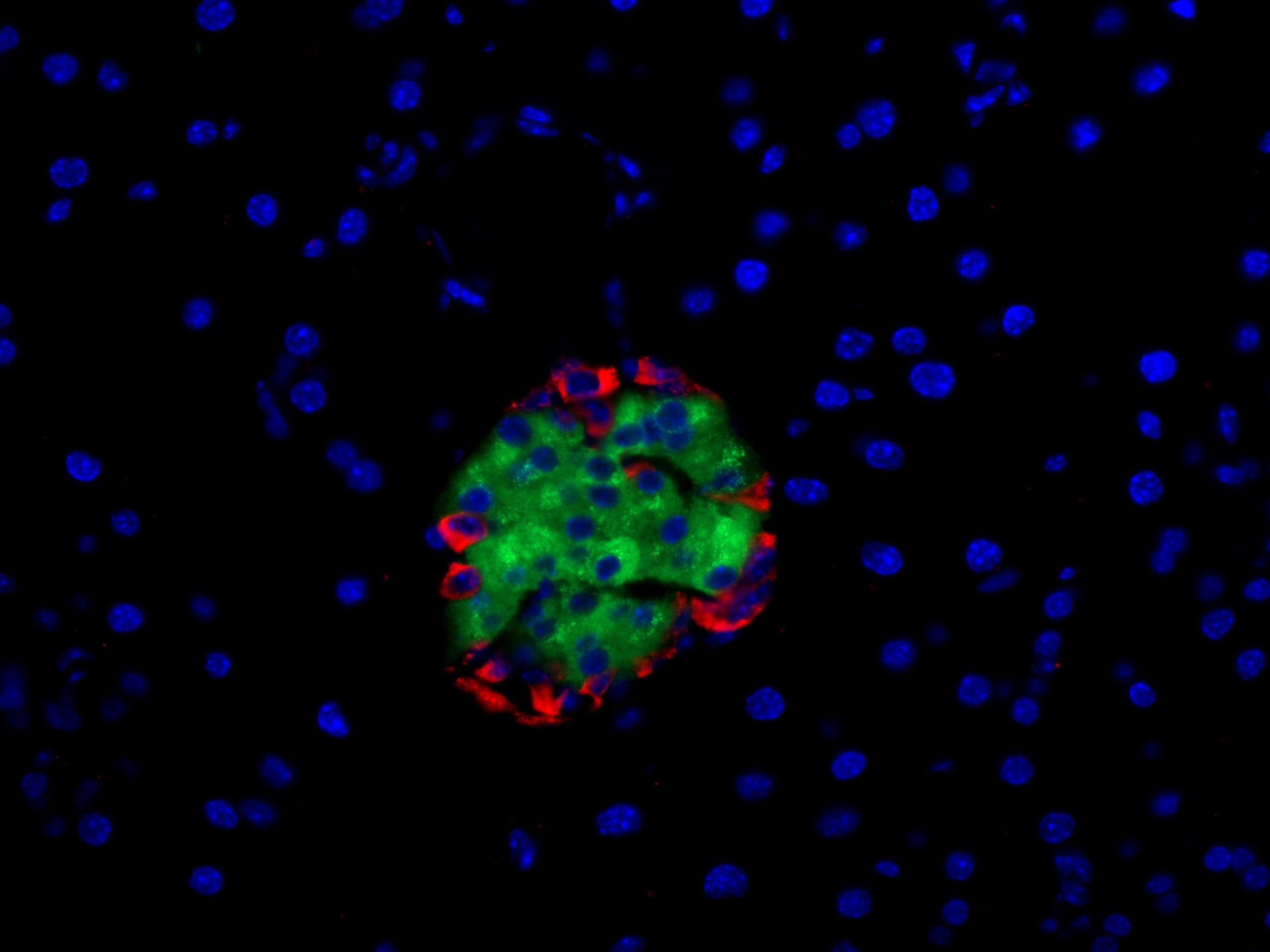 IF Staining of mouse pancreas using 15954-1-AP