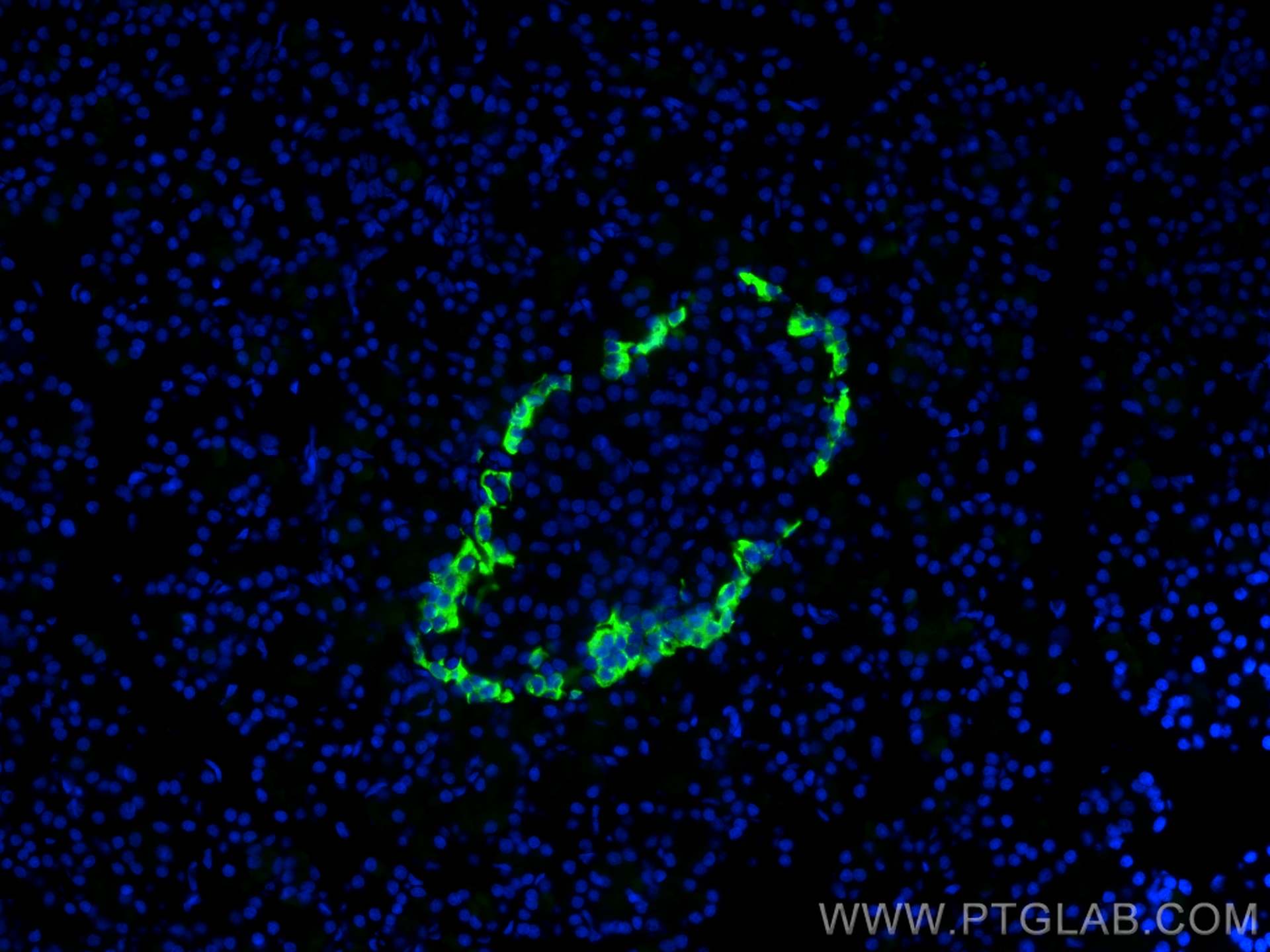 Immunofluorescence (IF) / fluorescent staining of rat pancreas tissue using Glucagon Polyclonal antibody (15954-1-AP)