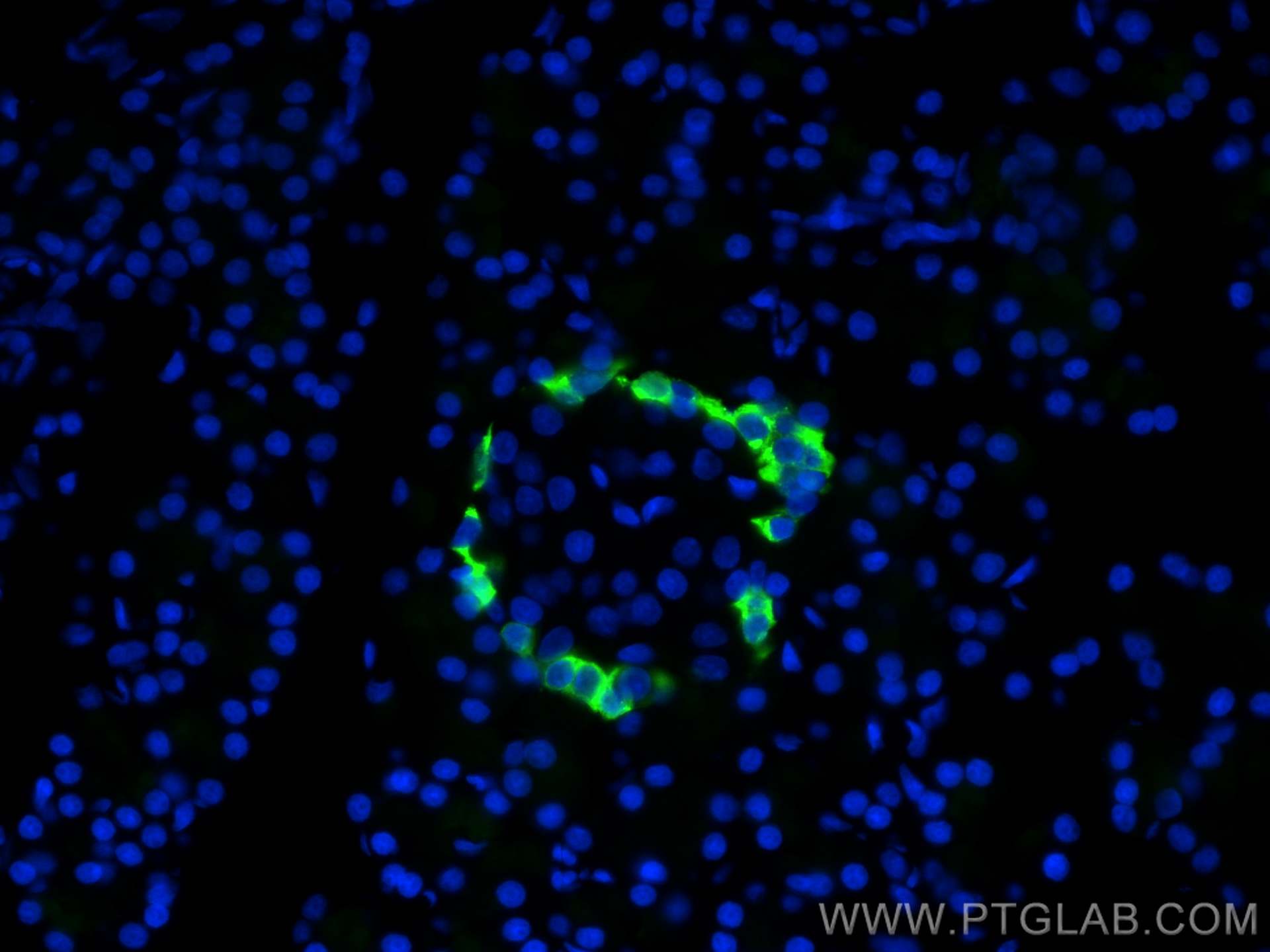 Immunofluorescence (IF) / fluorescent staining of rat pancreas tissue using Glucagon Polyclonal antibody (15954-1-AP)