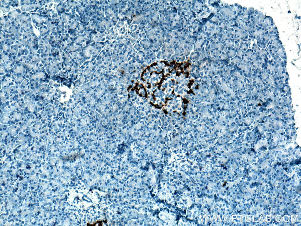 Immunohistochemistry (IHC) staining of human pancreas tissue using Glucagon Polyclonal antibody (15954-1-AP)