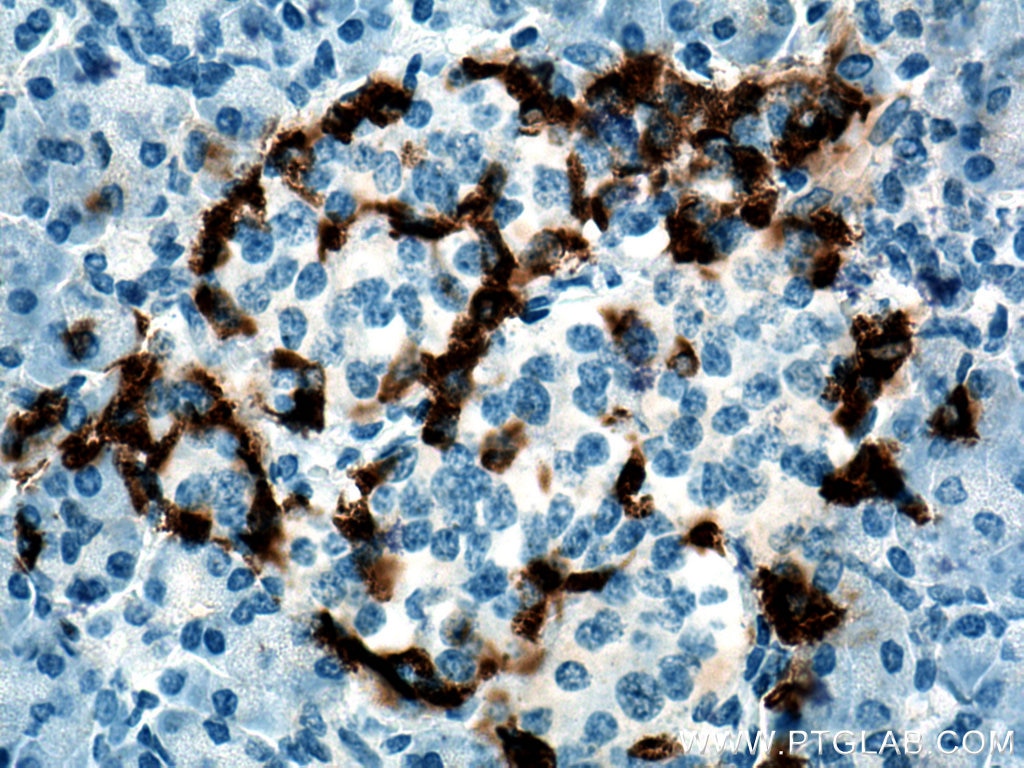 Immunohistochemistry (IHC) staining of human pancreas tissue using Glucagon Polyclonal antibody (15954-1-AP)