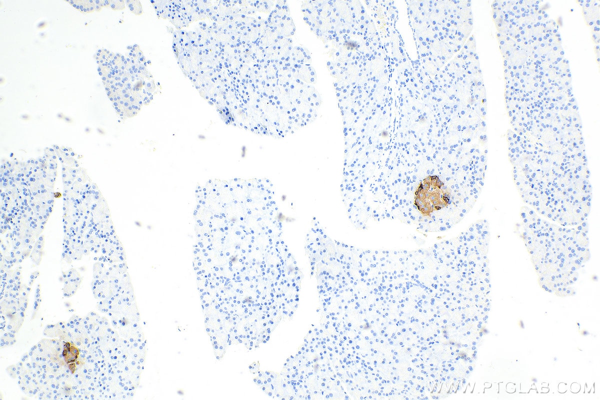 Immunohistochemistry (IHC) staining of rat pancreas tissue using Glucagon Polyclonal antibody (15954-1-AP)