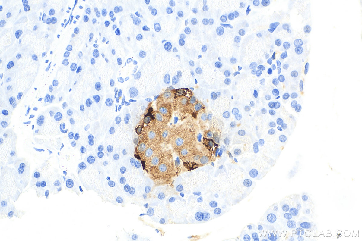 Immunohistochemistry (IHC) staining of rat pancreas tissue using Glucagon Polyclonal antibody (15954-1-AP)