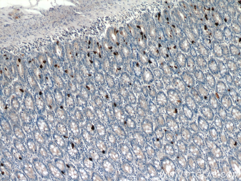 Immunohistochemistry (IHC) staining of human small intestine tissue using Glucagon Polyclonal antibody (15954-1-AP)