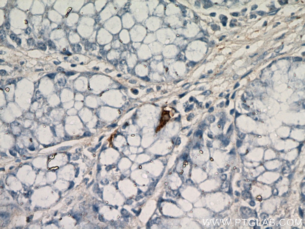 Immunohistochemistry (IHC) staining of mouse small intestine tissue using Glucagon Polyclonal antibody (15954-1-AP)
