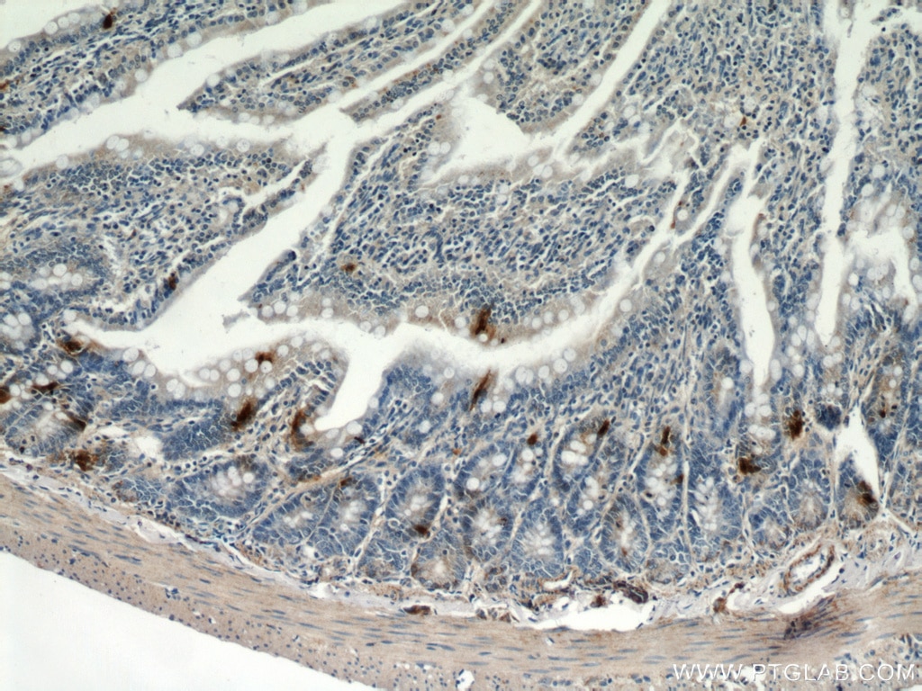 Immunohistochemistry (IHC) staining of rat small intestine tissue using Glucagon Polyclonal antibody (15954-1-AP)