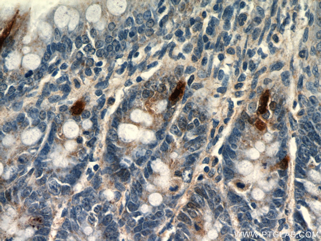 Immunohistochemistry (IHC) staining of rat small intestine tissue using Glucagon Polyclonal antibody (15954-1-AP)