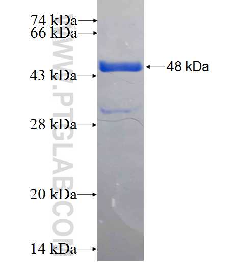 Glucagon fusion protein Ag8677 SDS-PAGE