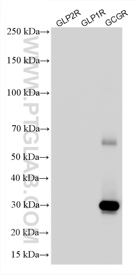 Western Blot (WB) analysis of Recombinant protein using GCGR Recombinant monoclonal antibody (84237-5-RR)