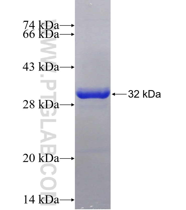 GCGR fusion protein Ag24861 SDS-PAGE