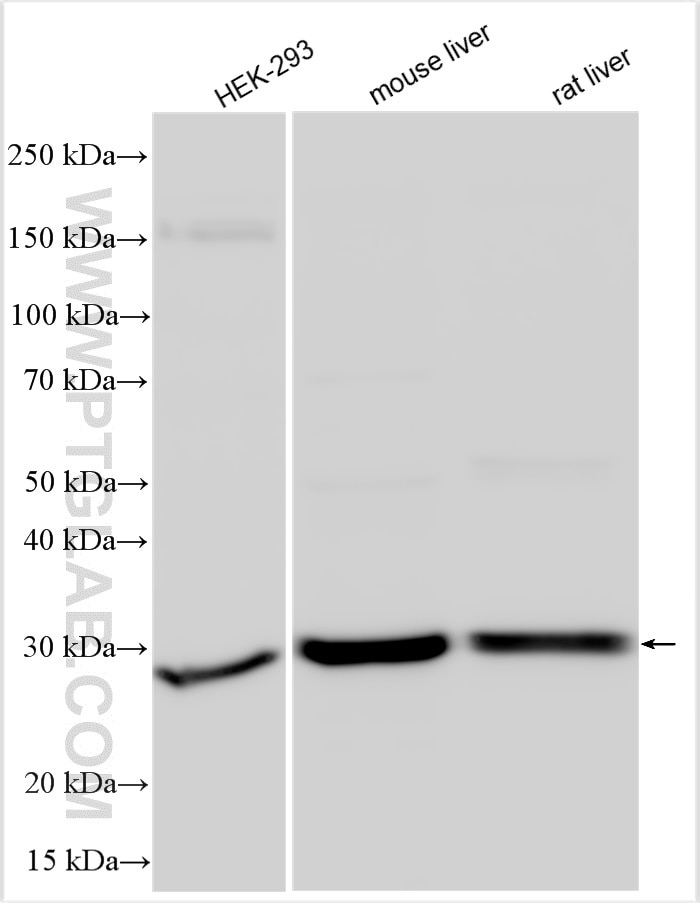 Western Blot (WB) analysis of various lysates using GCH1 Polyclonal antibody (28501-1-AP)