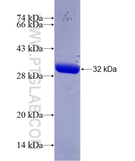 GCH1 fusion protein Ag28896 SDS-PAGE