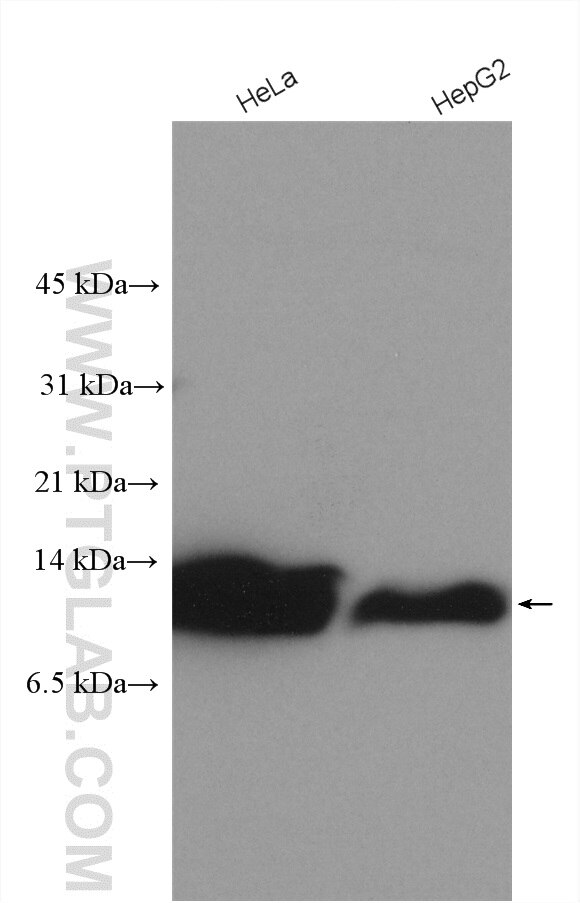 Western Blot (WB) analysis of various lysates using GCHFR Polyclonal antibody (18809-1-AP)