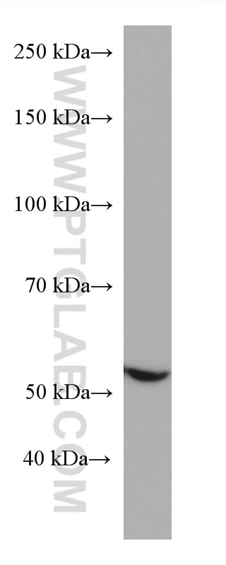 Western Blot (WB) analysis of L02 cells using GCK Monoclonal antibody (67216-1-Ig)
