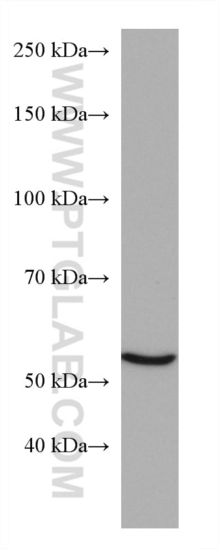 Western Blot (WB) analysis of HepG2 cells using GCK Monoclonal antibody (67216-1-Ig)