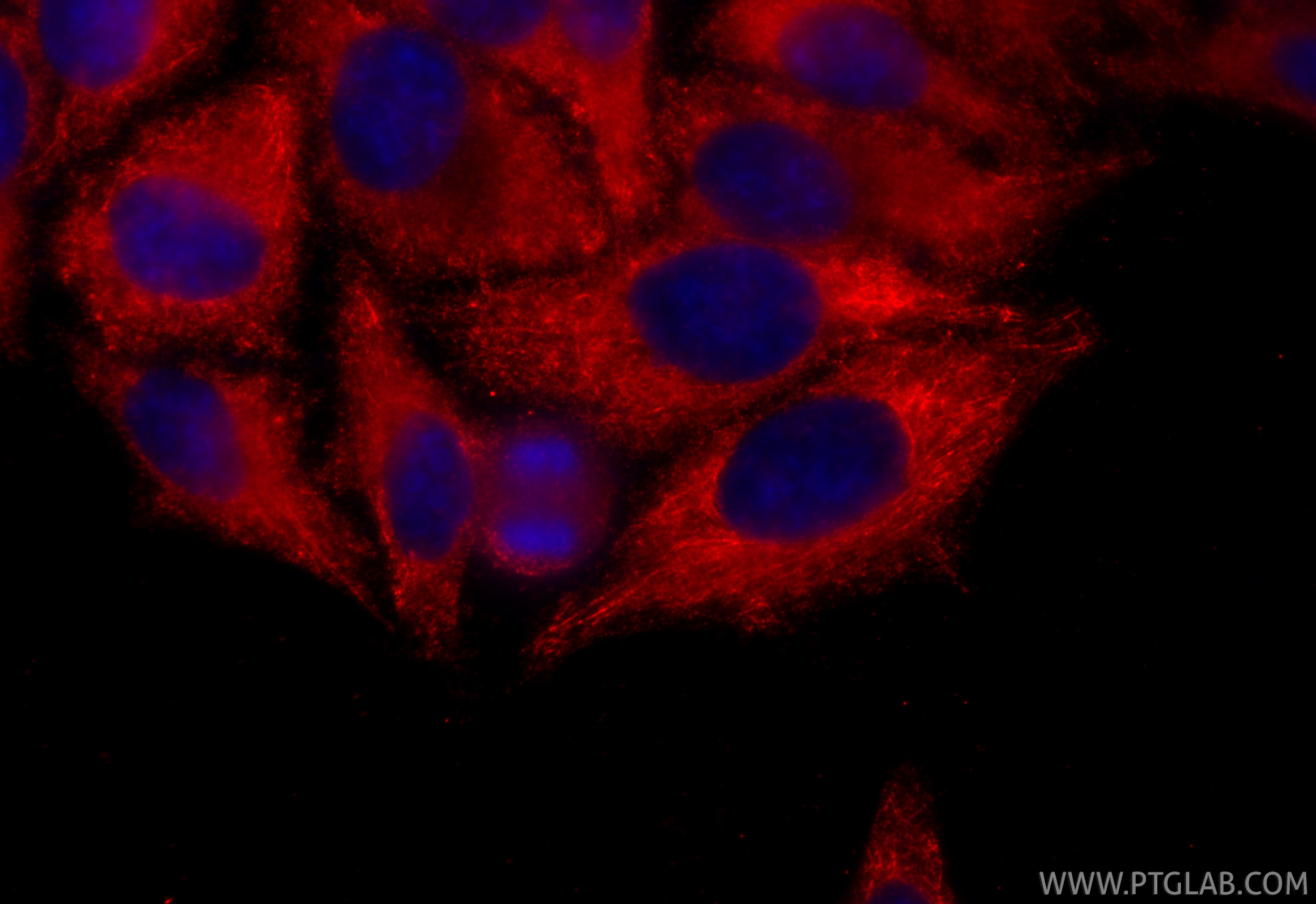 Immunofluorescence (IF) / fluorescent staining of HepG2 cells using CoraLite®594-conjugated GCK Monoclonal antibody (CL594-67216)