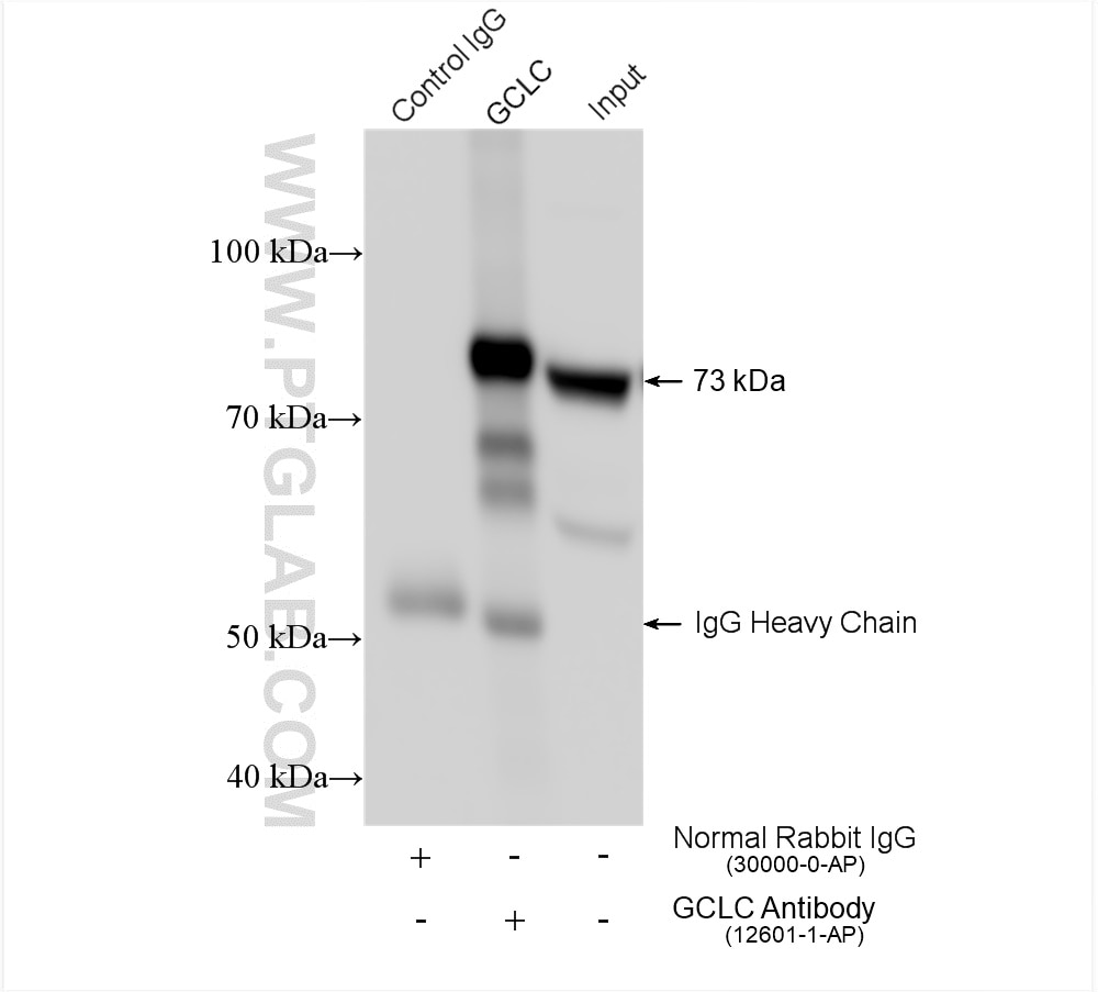 Immunoprecipitation (IP) experiment of mouse kidney tissue using GCLC Polyclonal antibody (12601-1-AP)