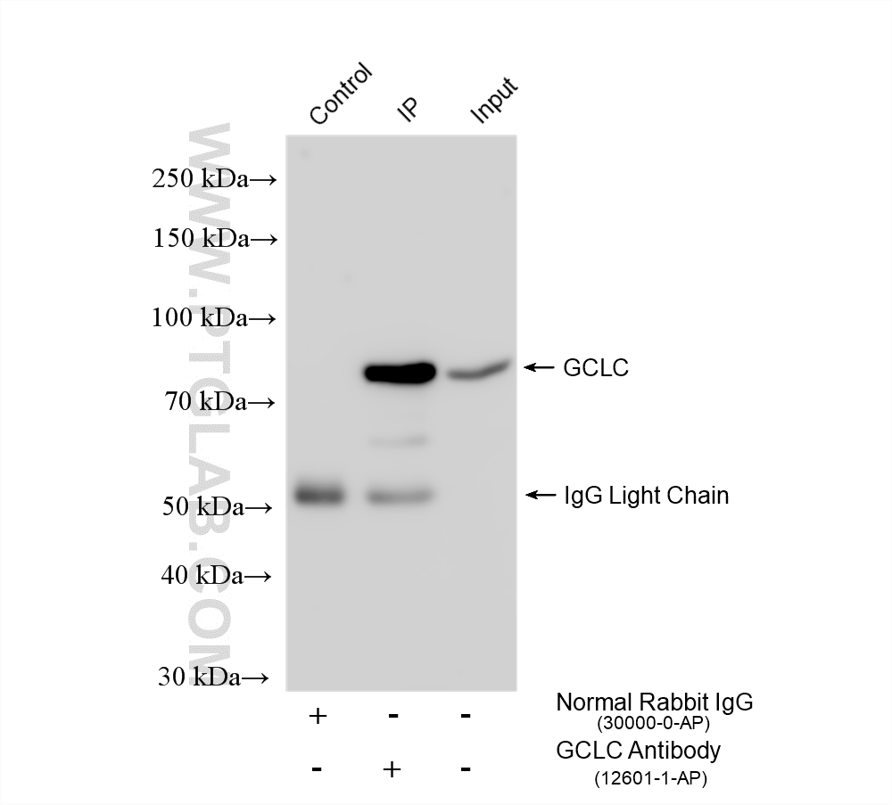 Immunoprecipitation (IP) experiment of mouse kidney tissue using GCLC Polyclonal antibody (12601-1-AP)