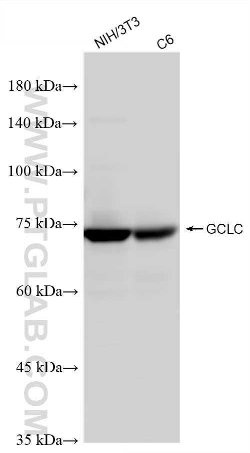 Western Blot (WB) analysis of various lysates using GCLC Polyclonal antibody (12601-1-AP)