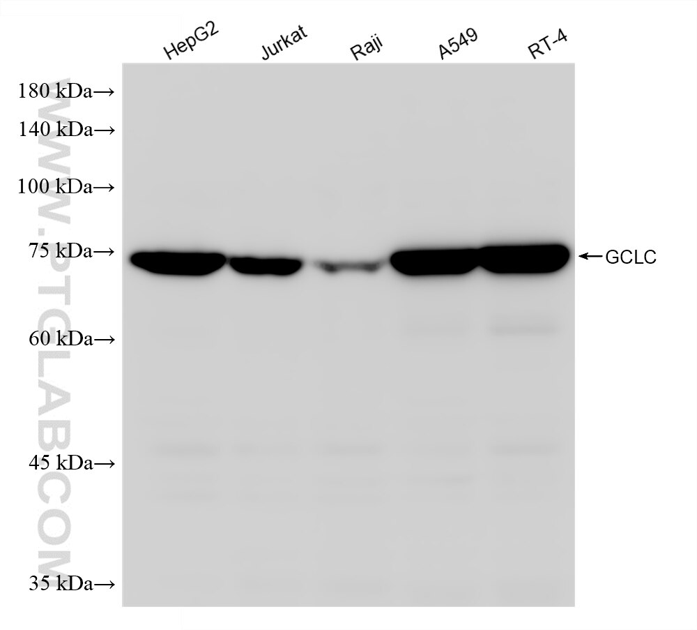 WB analysis using 88062-1-RR (same clone as 88062-1-PBS) Western Blot (WB) analysis of various lysates using GCLC Recombinant monoclonal antibody (88062-1-RR)