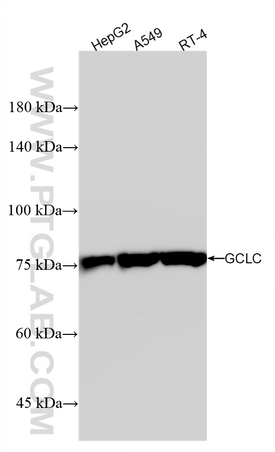 WB analysis using 88062-1-RR (same clone as 88062-1-PBS) Western Blot (WB) analysis of various lysates using GCLC Recombinant monoclonal antibody (88062-1-RR)