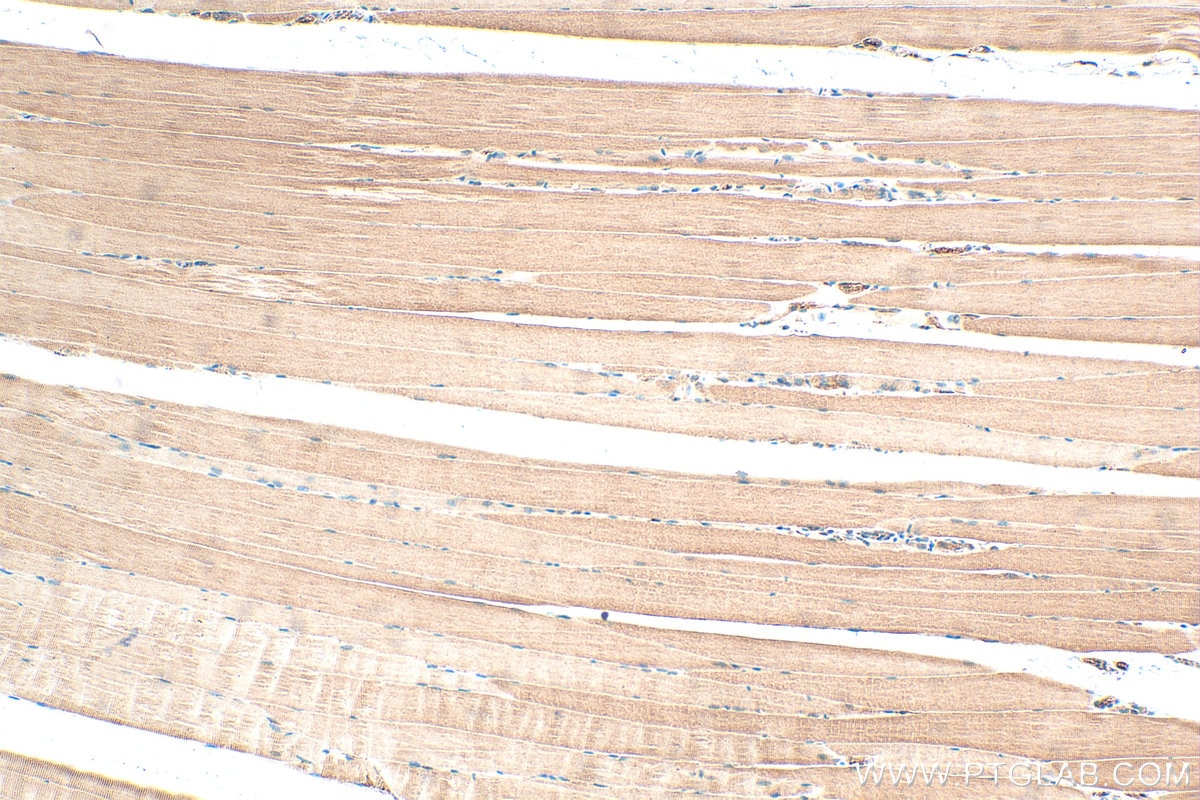 Immunohistochemistry (IHC) staining of mouse skeletal muscle tissue using GCLM Polyclonal antibody (14241-1-AP)