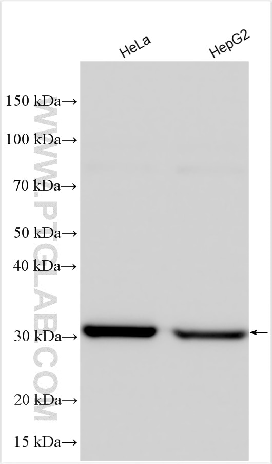 WB analysis using 14241-1-AP